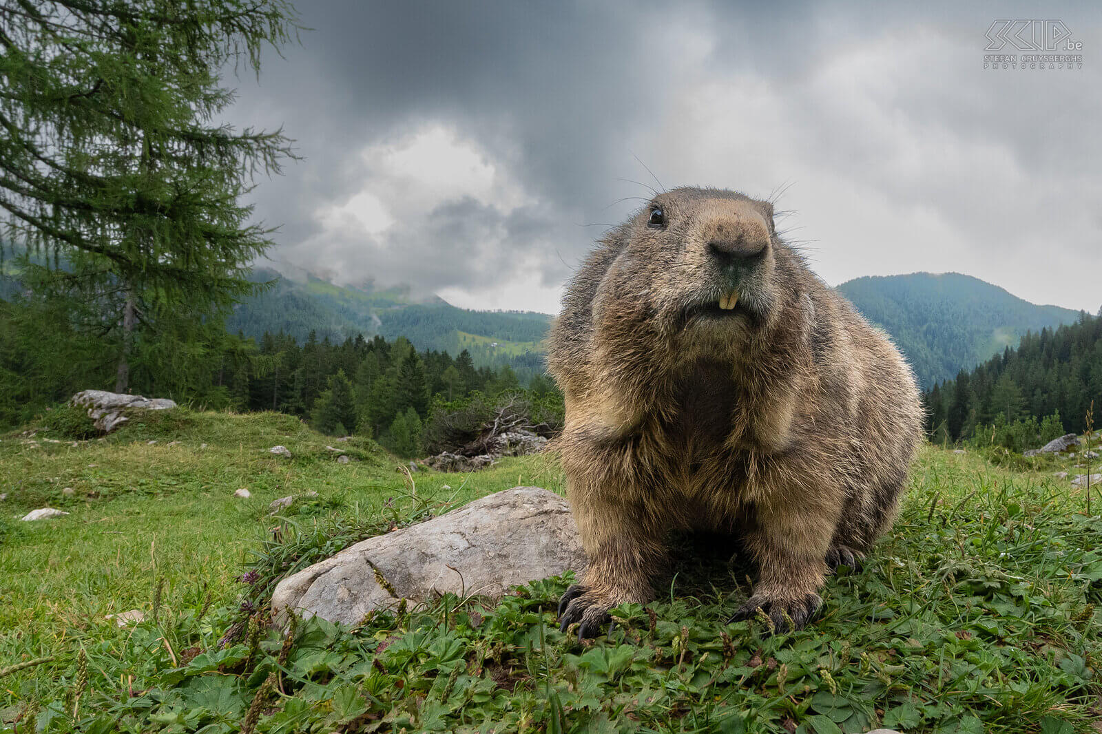 Bachalm - Alpine marmot  Stefan Cruysberghs